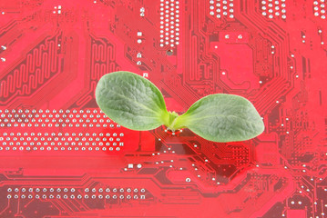 Green plant growing through electronic circuit board