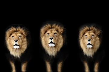 Papier Peint photo autocollant Lion löwe