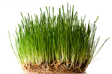 bush of green grass om white background