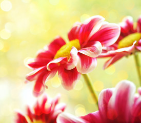 Obraz na płótnie Canvas Beautiful garden flowers
