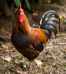 Cockerel