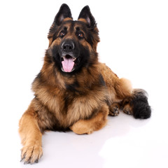 German shepherd on a white background.