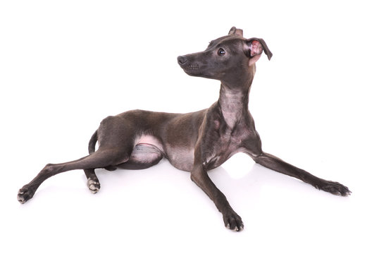 Italian Greyhound Isolated On White