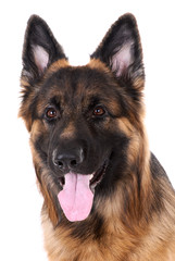 German shepherd on a white background.