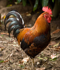 Isolated cock profile