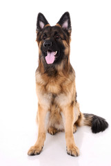 German shepherd on a white background.