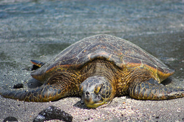 Resting turtle