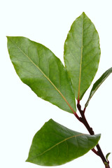 Bay leaves branch isolated on white background