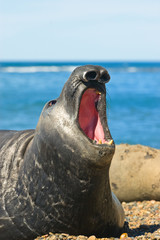Elephant seal in Peninsula Valdes, Patagonia.