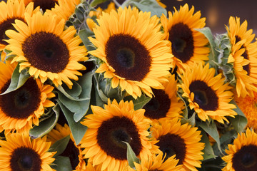 Fototapeta na wymiar Bright Fresh Sunflowers in full bloom