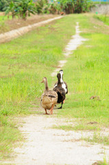 ducks walking