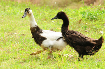 two ducks