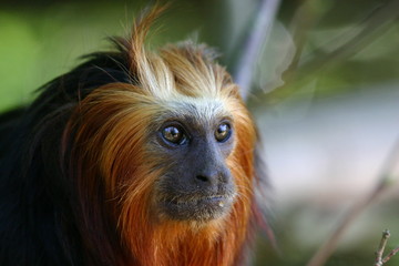 Lion Tamarin