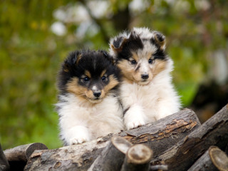Sheltie puppies
