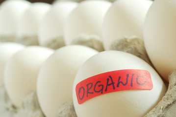 Organic eggs