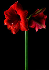 Blume Amaryllis
