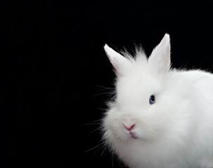 white rabbit