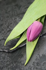 Tulpe