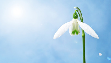 schneeglöckchen
