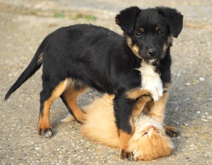 dog and cat relaxing