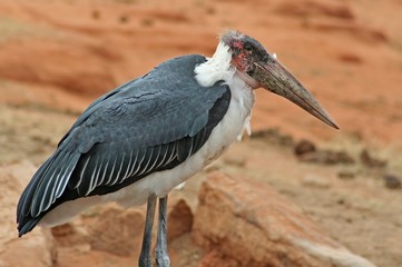 Marabu, Kenia, wildlife