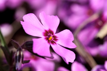 violette Bl&uuml;te
