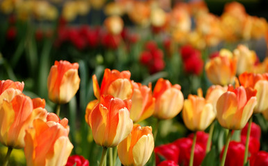 Softly colored yellow-red tulips in the evening glow