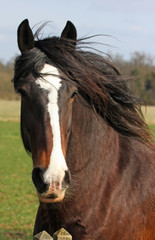 Shire Horse Profile