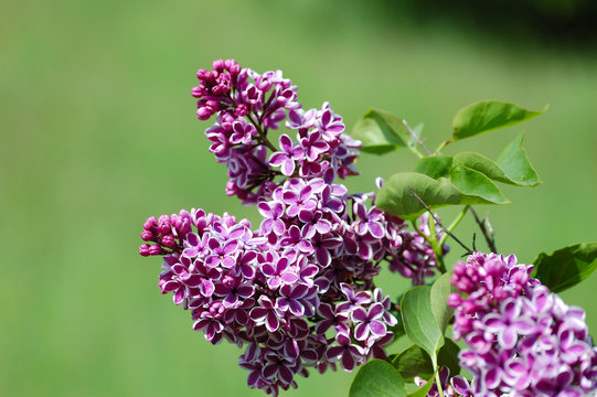 Lilac flowering branch surrounding by green leaves