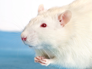 White rat