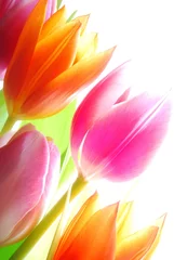 Crédence de cuisine en verre imprimé Macro Tulipes de printemps