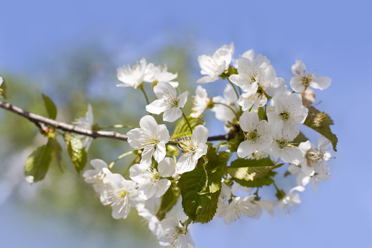 spring
