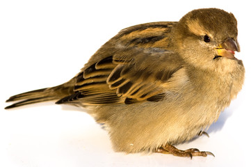 House Sparrow (Passer domesticus)