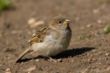 House Sparrow (Passer domesticus)