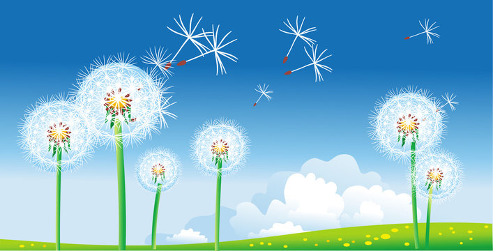 Fototapeta Spring landscape with dandelions