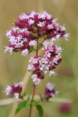Stock photo of spray of thyme (Thymus Vulgaris)