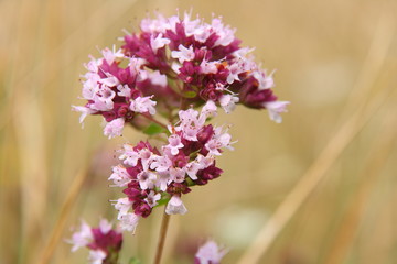 Stock photography of spray of thyme - Thymus Vulgaris.