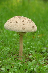 Parasol mushroom stock photo