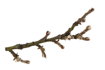 twig of apple tree with buds