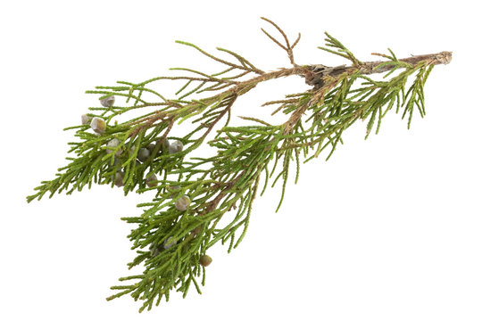 Twig Of Juniper With Old Berries