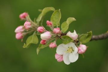 Apple blossom