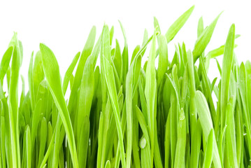 grass on white background