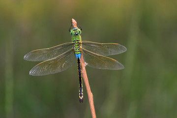 dragonfly
