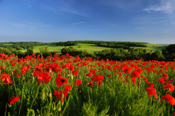 Poppy Field