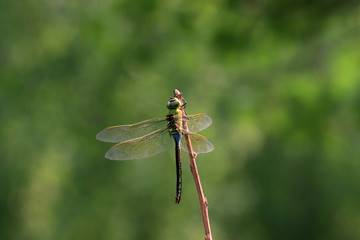 dragonfly