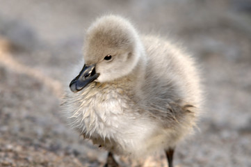 der kleine trauerschwan