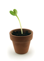 Plant Shoot