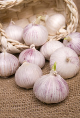 Garlic