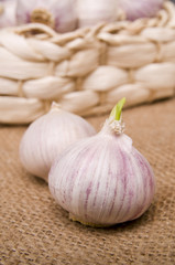 Garlic