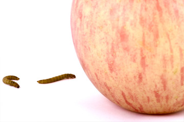 Apple and worm